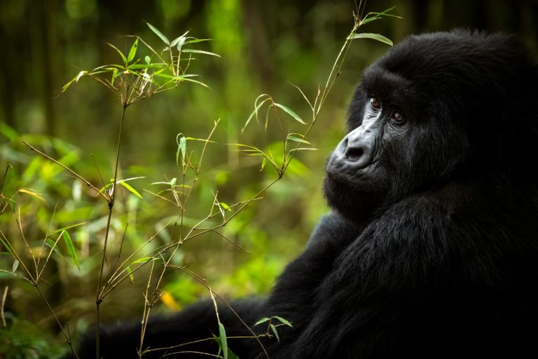 5 Days Gorillas and Wildlife Tour in Rwanda