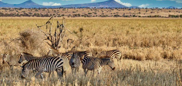 7-Day Serengeti & Ngorongoro Safari Tour