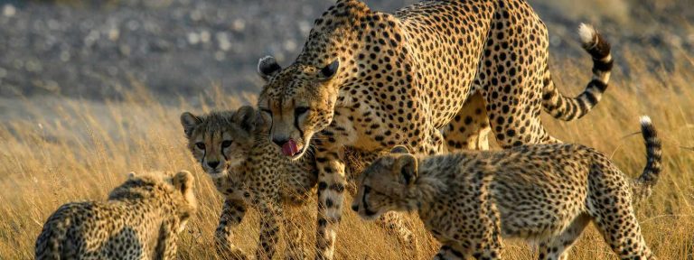 4 Days Tanzania Wildlife Safari in Lake Manyara  &  Ngorongoro Crater, Serengeti