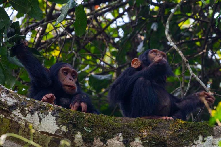 4 Days Chimpanzees & Gorilla Tour