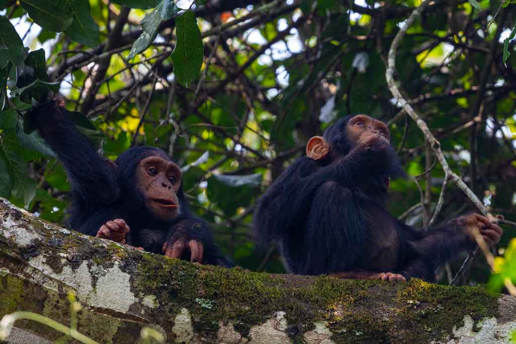 4 Days Chimpanzees & Gorilla Tour