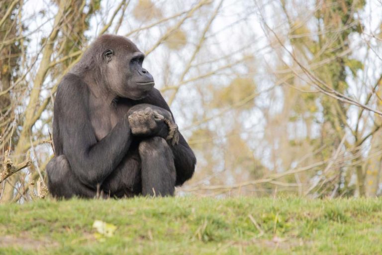 5 Days Double Gorilla Trek Congo