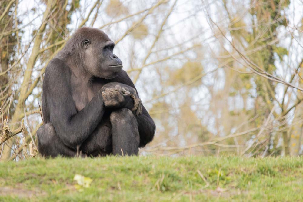 5 Days Double Gorilla Trek Congo