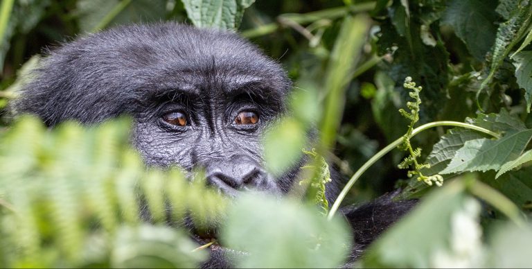 5 Days Rwanda Safari | Best Gorilla & Wildlife Tour