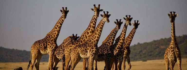 5 Days Tanzania Wildlife Safari