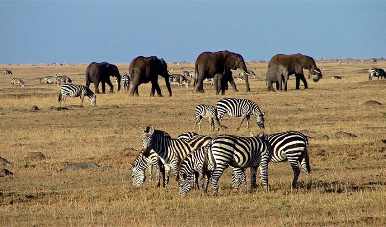 5 Days Lake Naivasha, Masai Mara, Lake Nakuru Budget Tour
