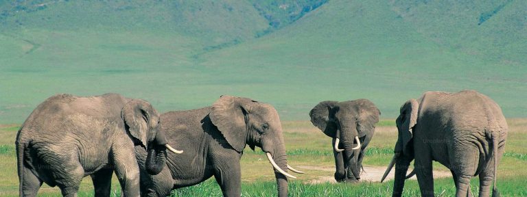 6 Days Serengeti and Ngorongoro Safari