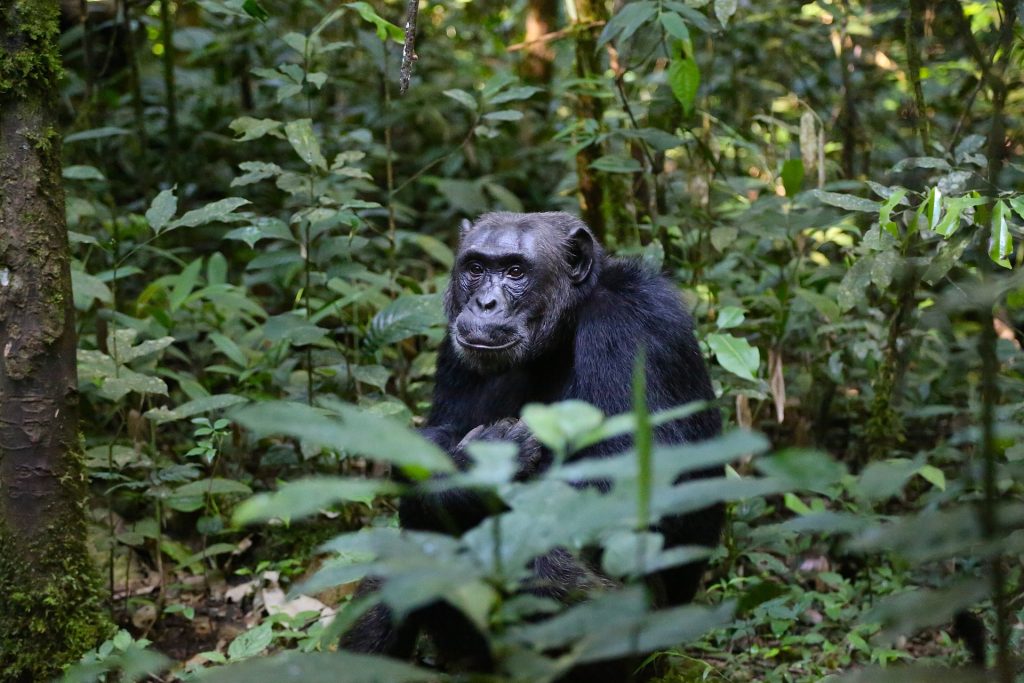7 Days Chimpanzee, Gorillas & Wildlife Safari Uganda