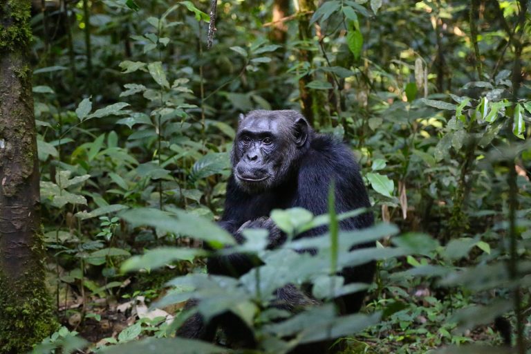 7 Days Chimpanzee, Gorillas & Wildlife Safari Uganda