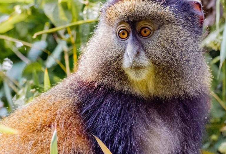 4 Days Gorilla & Golden Monkey Tracking Tour