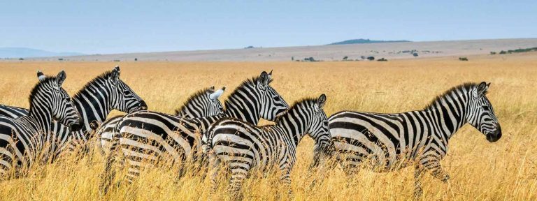 7 Days Tour to Serengeti and Ngorongoro Safari