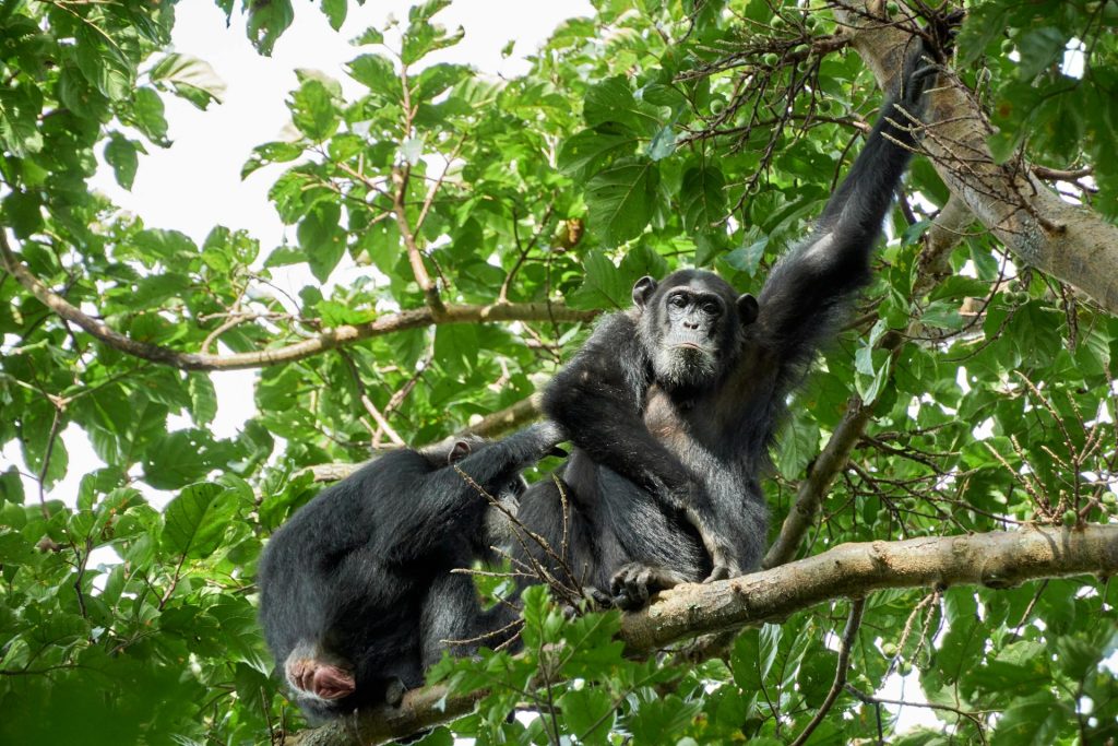 7 Days Wildlife & Chimpanzee Tour