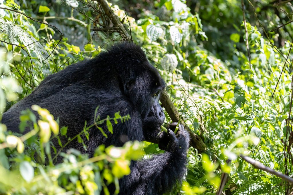 7 Days Congo Gorilla trek, Chimpanzees & Nyiragongo Hike
