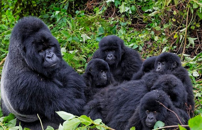 8 Days Rwanda Congo Tour From Kigali