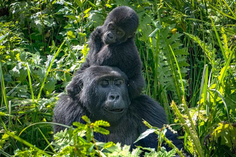 6 Days Gorillas and Wildlife Tour in Uganda
