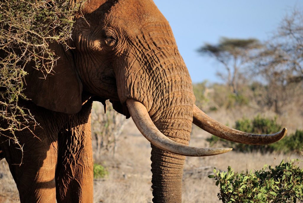 8 Days Masai Mara & Gorilla Trekking Tour