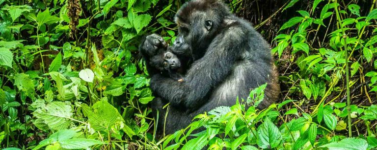 4 Days Congo Gorilla Safari Tour
