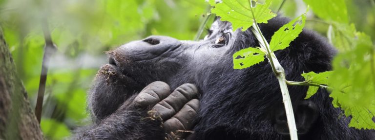 Rwanda Gorilla Trekking Safari – 1 Day Volcanoes National Park Tour