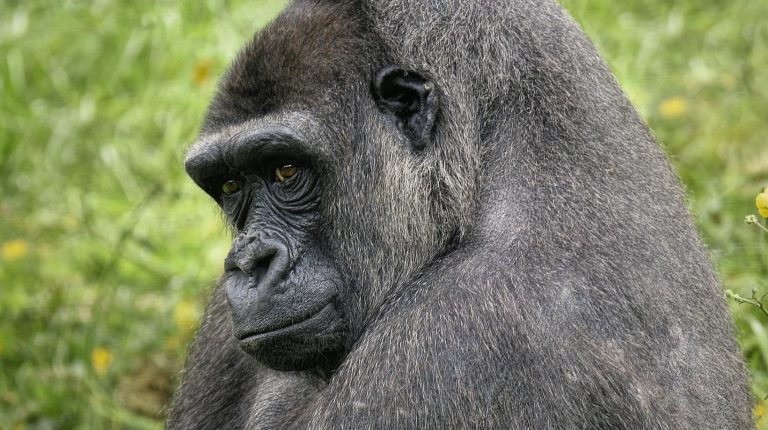 6 Days Gorilla Trekking Safari in DR Congo