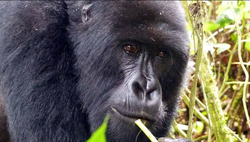 9 Days Uganda, Rwanda and DR Congo Safari