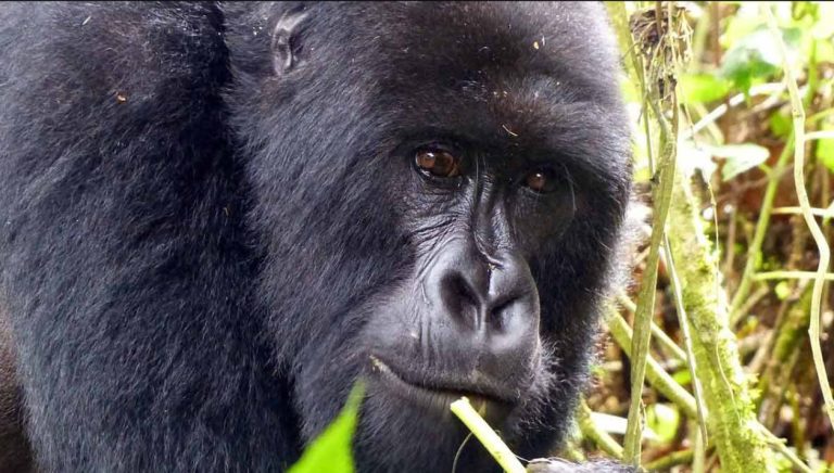 9 Days Uganda, Rwanda and DR Congo Safari