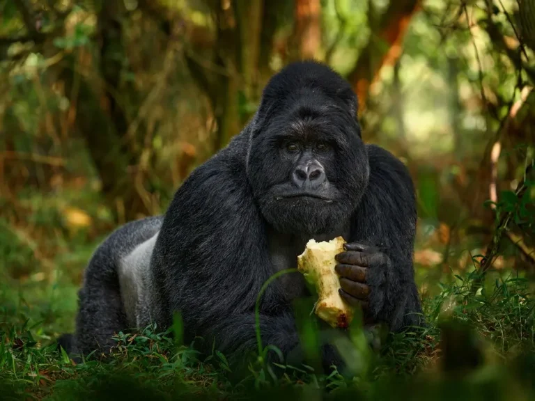 7 Days Gorillas, Golden Monkeys & Lake Bunyonyi Safari Uganda