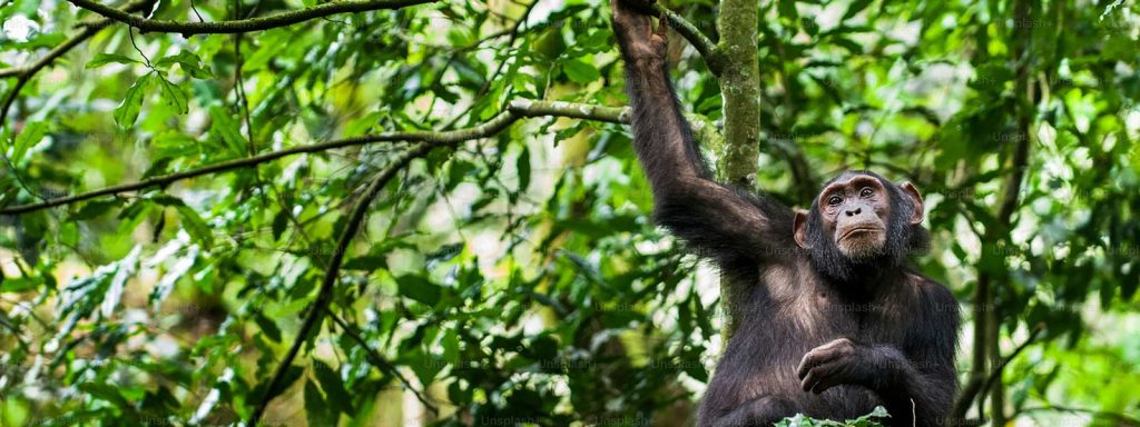10 Days Primate Safari Tour Uganda