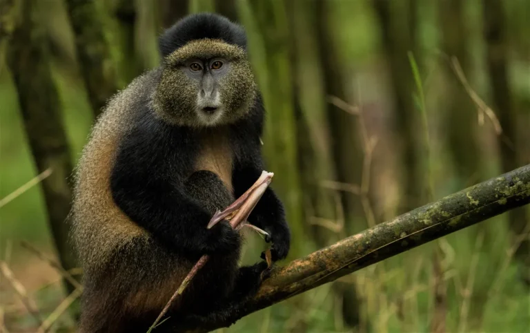 5 Days Dian Fossey Hike & Golden Monkey Tour