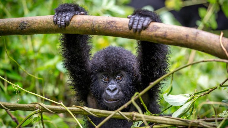 8 Days Gorillas Rwanda and Masai Mara Tour