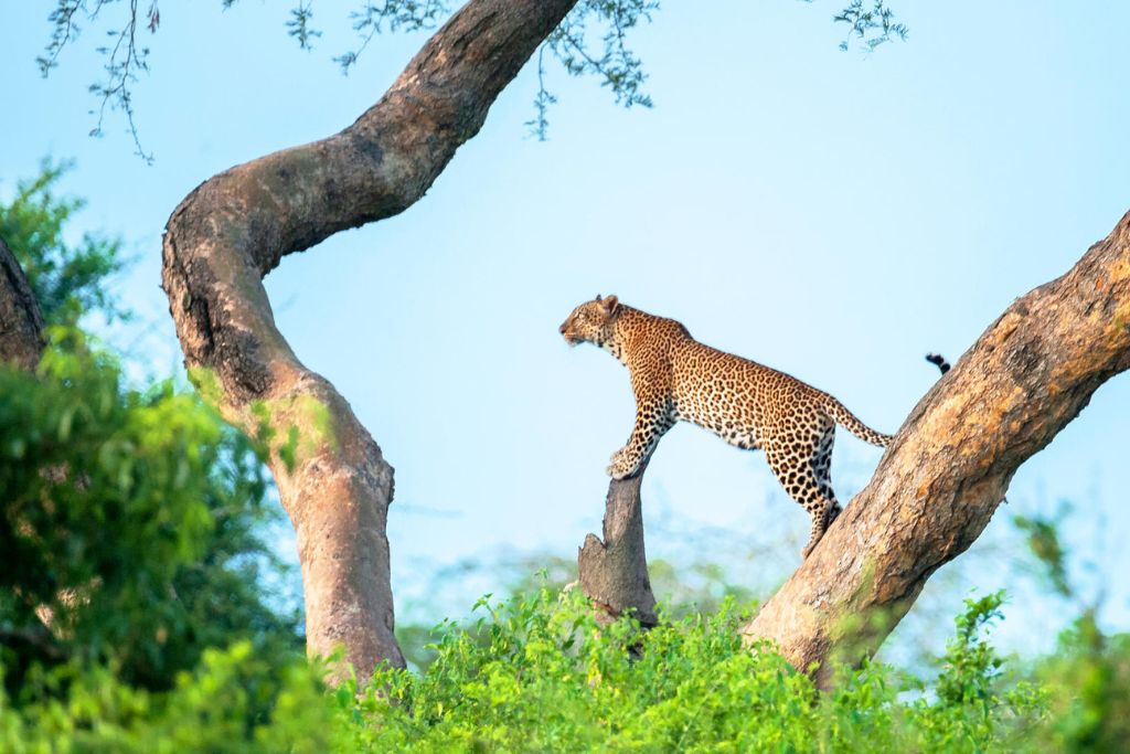 Rwanda & Uganda Safari
