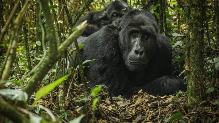 2 Days Gorilla Trekking Safari Tour in DR Congo
