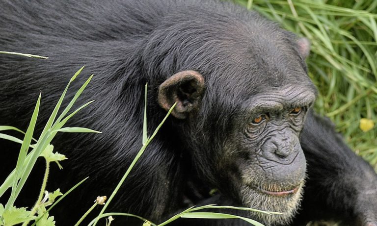 6 Days Primates Safari Tour in Uganda