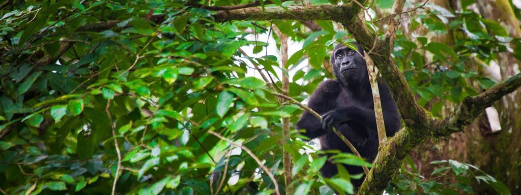 6 Days Chimpanzees, Gorillas & Golden Monkey Tour