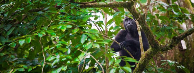 6 Days Chimpanzees, Gorillas & Golden Monkey Tour