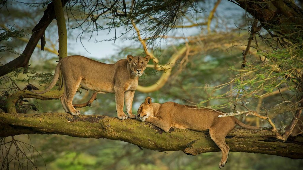 6 Days Amboseli, Lake Nakuru and Masai Mara Wildlife Tour