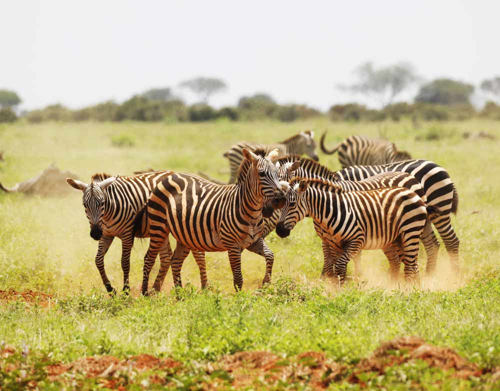 4 Days Masai Mara Wildlife Tour