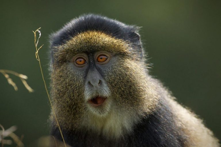 7 Days Rwanda Safari: Wildlife, Gorillas & Golden monkey Tracking