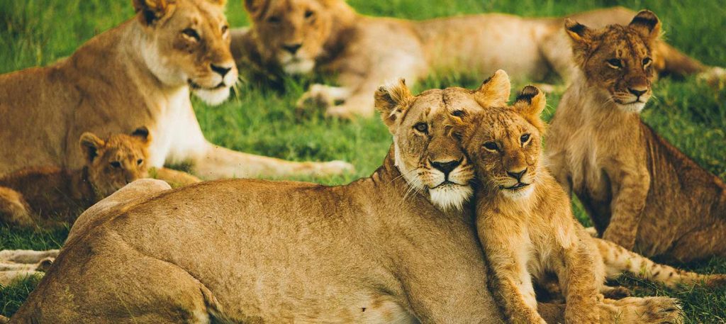 7 Days Wildlife Safari Tour