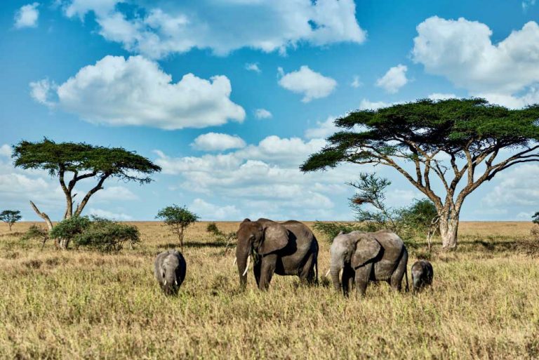 5 Days Queen Elizabeth & Gorilla Trek