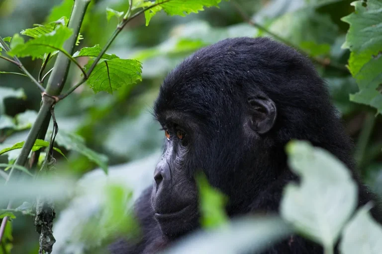 10-Day Uganda Gorilla Trekking Safari: Bwindi Gorillas, Kibale Chimpanzees & Queen Elizabeth Wildlife Adventure