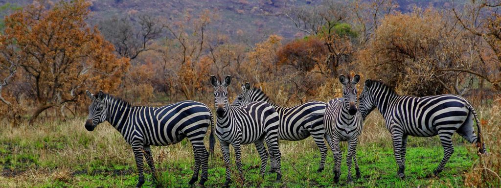 3 Days Wildlife Tour Rwanda