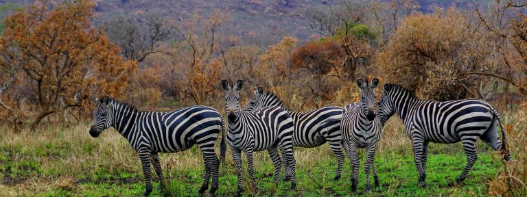 3 Days Wildlife Tour Rwanda
