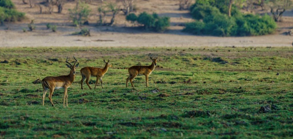 5-Day Tanzania Wildlife Safari