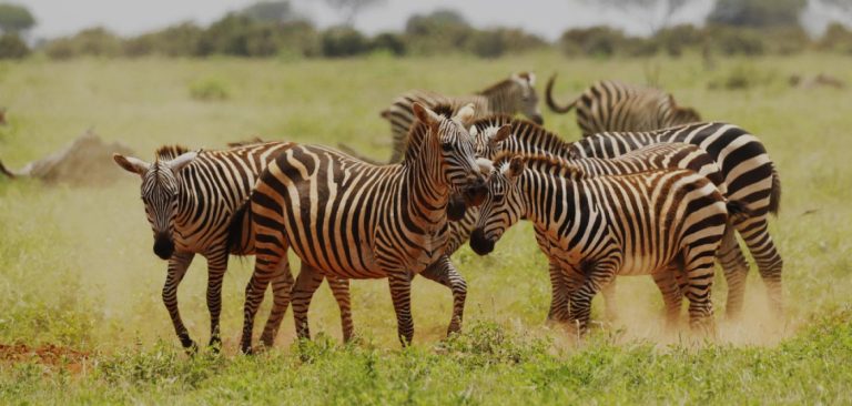 6-Day Amboseli, Lake Nakuru & Masai Mara Wildlife Safari