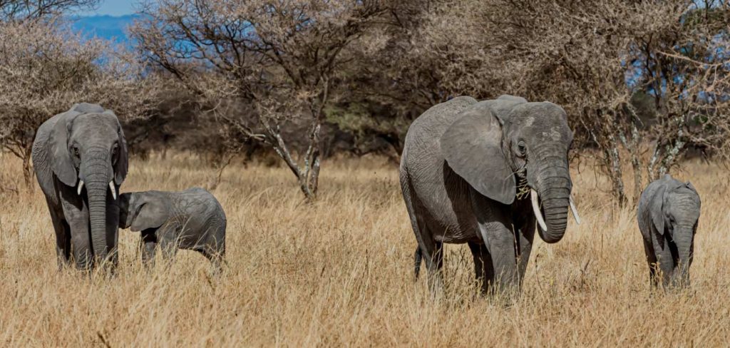 7-Day Tanzania Wildlife Safari Tour