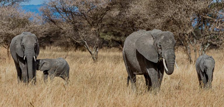 7-Day Tanzania Wildlife Safari Tour