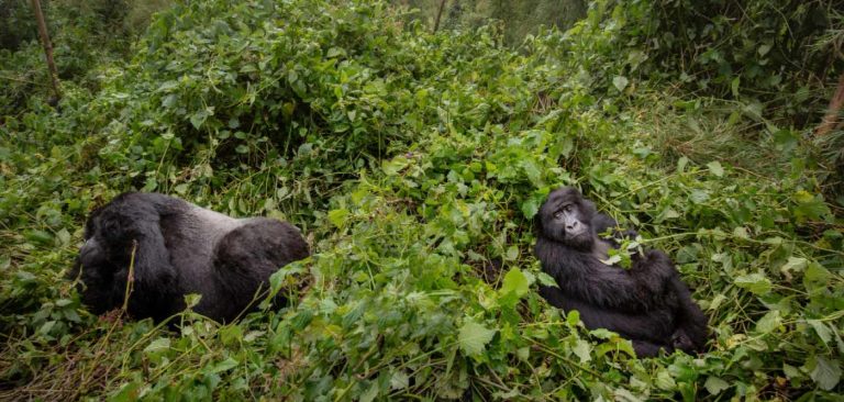 8 Days Masai Mara and Gorilla Adventure
