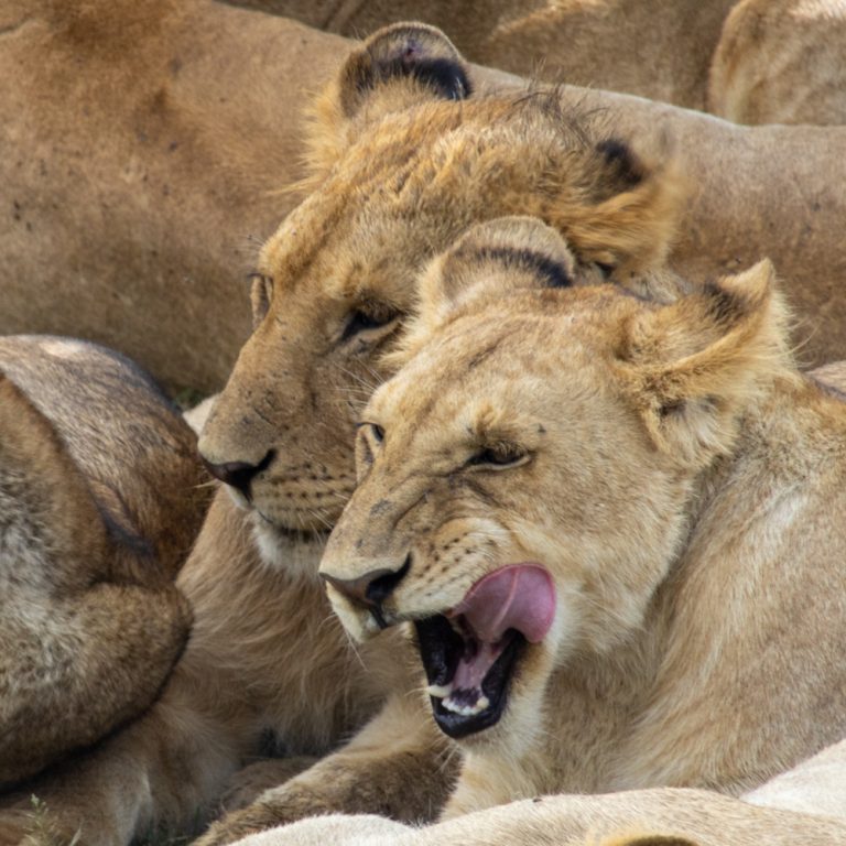 5-Day Masai Mara Safari – Kenya